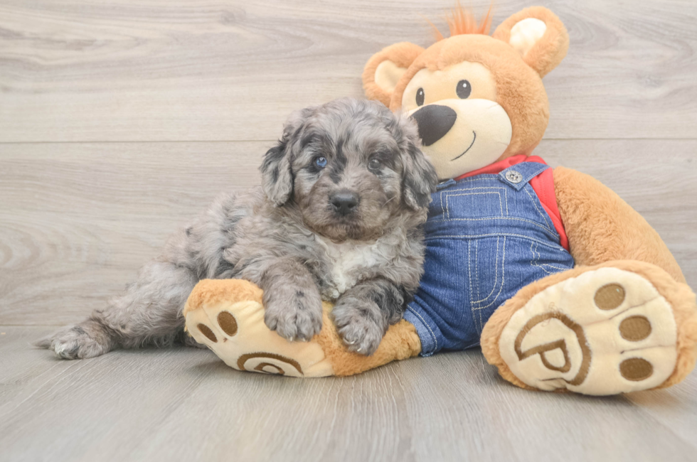 5 week old Mini Goldendoodle Puppy For Sale - Florida Fur Babies