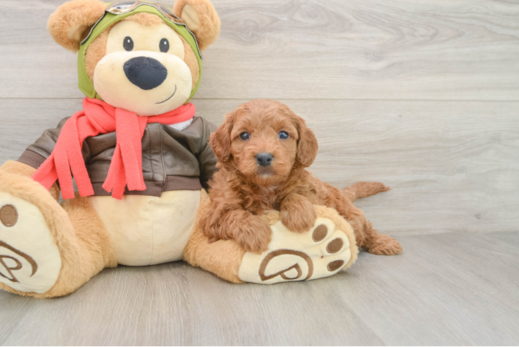Mini Goldendoodle Puppy for Adoption