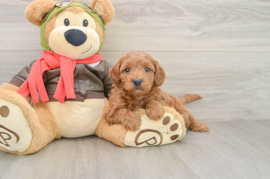 Mini Goldendoodle Puppy for Adoption