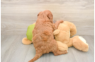 Best Mini Goldendoodle Baby