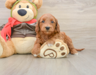 7 week old Mini Goldendoodle Puppy For Sale - Florida Fur Babies
