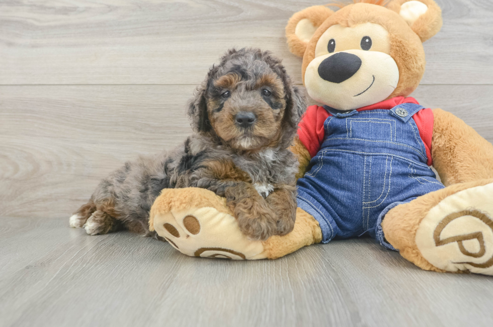 5 week old Mini Goldendoodle Puppy For Sale - Florida Fur Babies