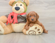 7 week old Mini Goldendoodle Puppy For Sale - Florida Fur Babies