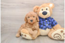 Friendly Mini Goldendoodle Baby