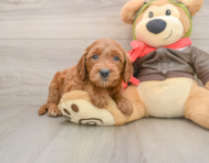 7 week old Mini Goldendoodle Puppy For Sale - Florida Fur Babies