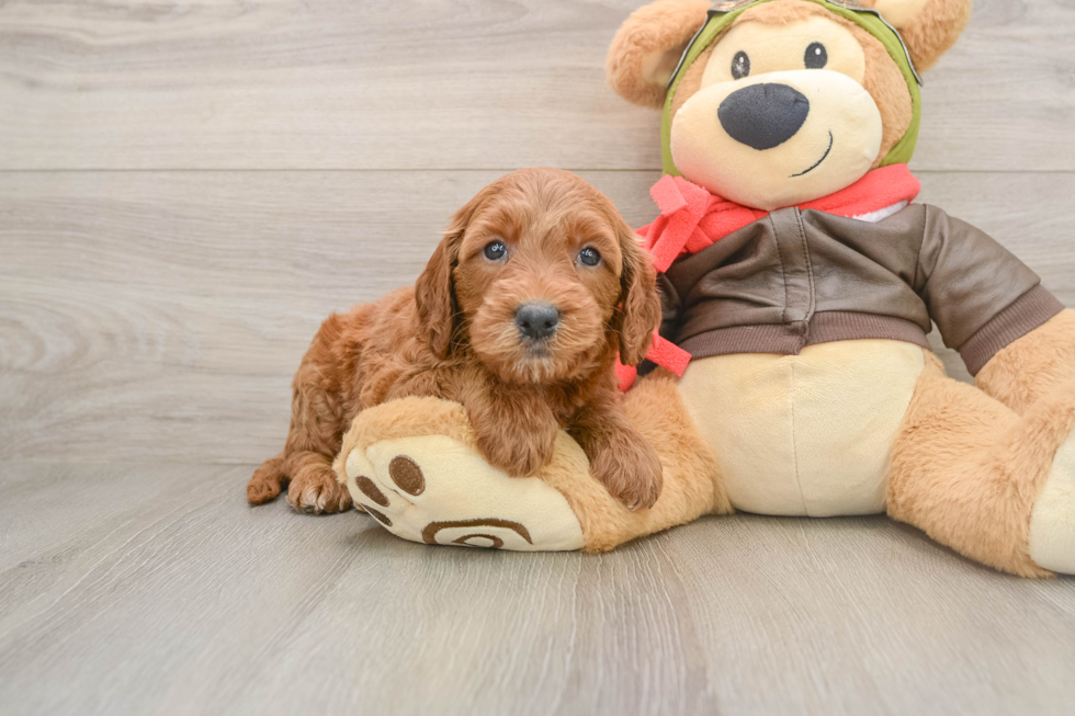 Hypoallergenic Mini Goldiepoo Poodle Mix Puppy