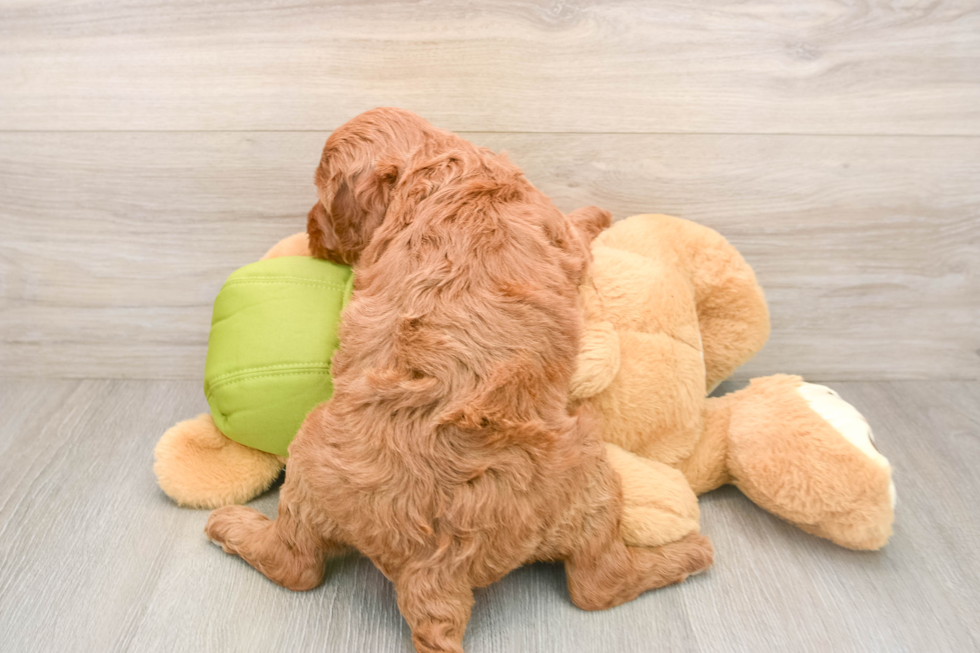 Best Mini Goldendoodle Baby