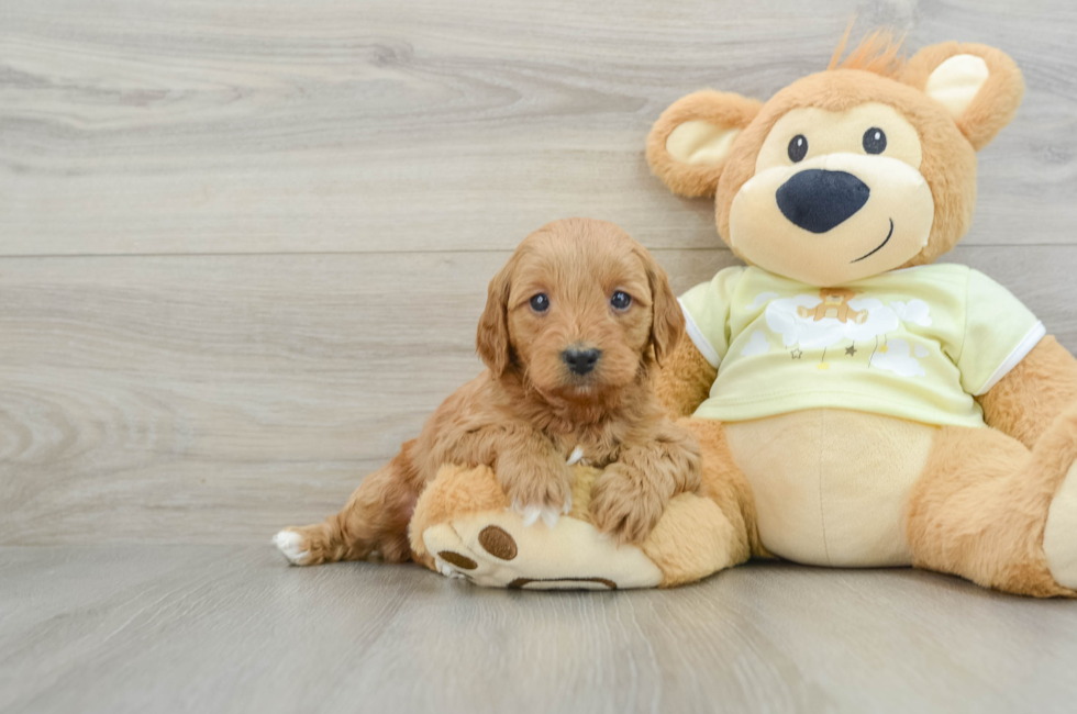 6 week old Mini Goldendoodle Puppy For Sale - Florida Fur Babies