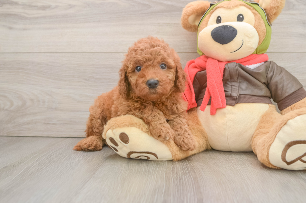 5 week old Mini Goldendoodle Puppy For Sale - Florida Fur Babies