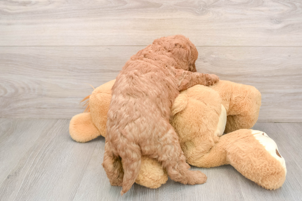 Mini Goldendoodle Puppy for Adoption