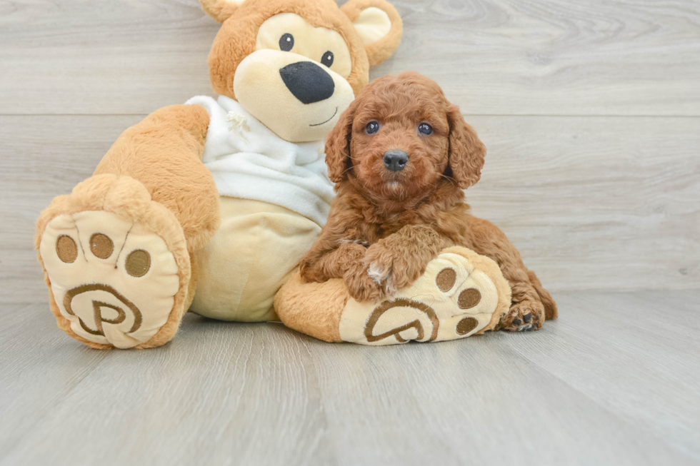 Friendly Mini Goldendoodle Baby