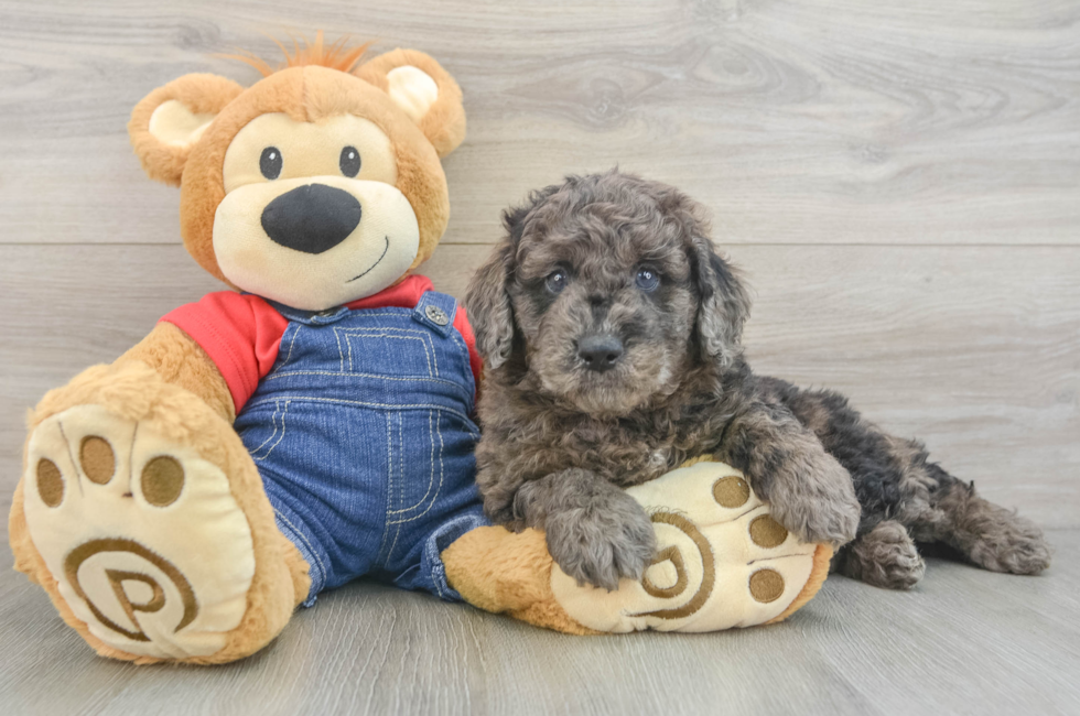 5 week old Mini Goldendoodle Puppy For Sale - Florida Fur Babies