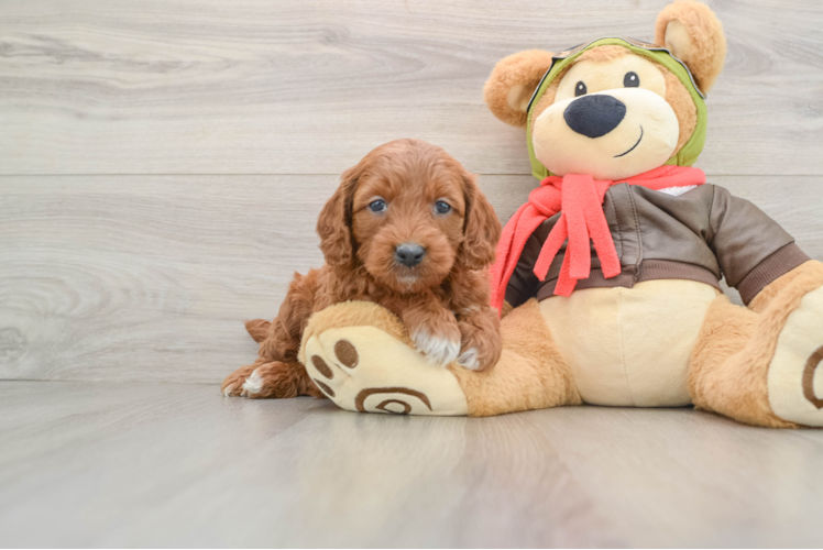 Best Mini Goldendoodle Baby