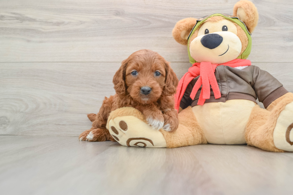 Best Mini Goldendoodle Baby