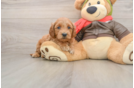 Popular Mini Goldendoodle Poodle Mix Pup