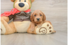 Best Mini Goldendoodle Baby