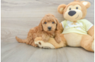 Petite Mini Goldendoodle Poodle Mix Pup