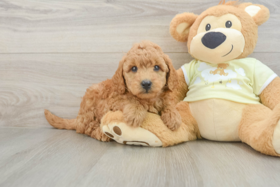 Petite Mini Goldendoodle Poodle Mix Pup