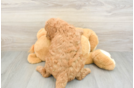 Mini Goldendoodle Puppy for Adoption