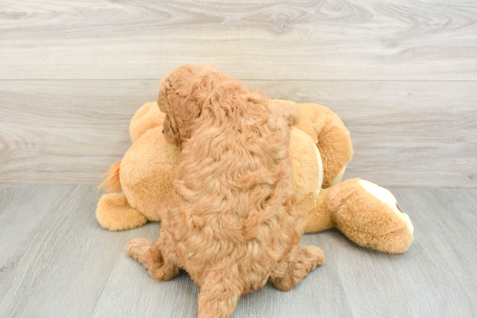 Mini Goldendoodle Puppy for Adoption