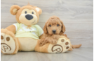 Playful Mini Groodle Poodle Mix Puppy