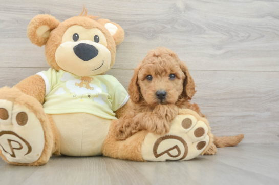 Playful Mini Groodle Poodle Mix Puppy