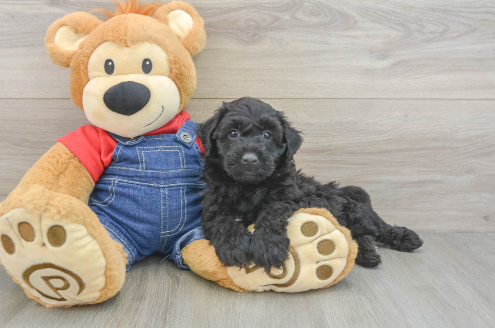 5 week old Mini Goldendoodle Puppy For Sale - Florida Fur Babies