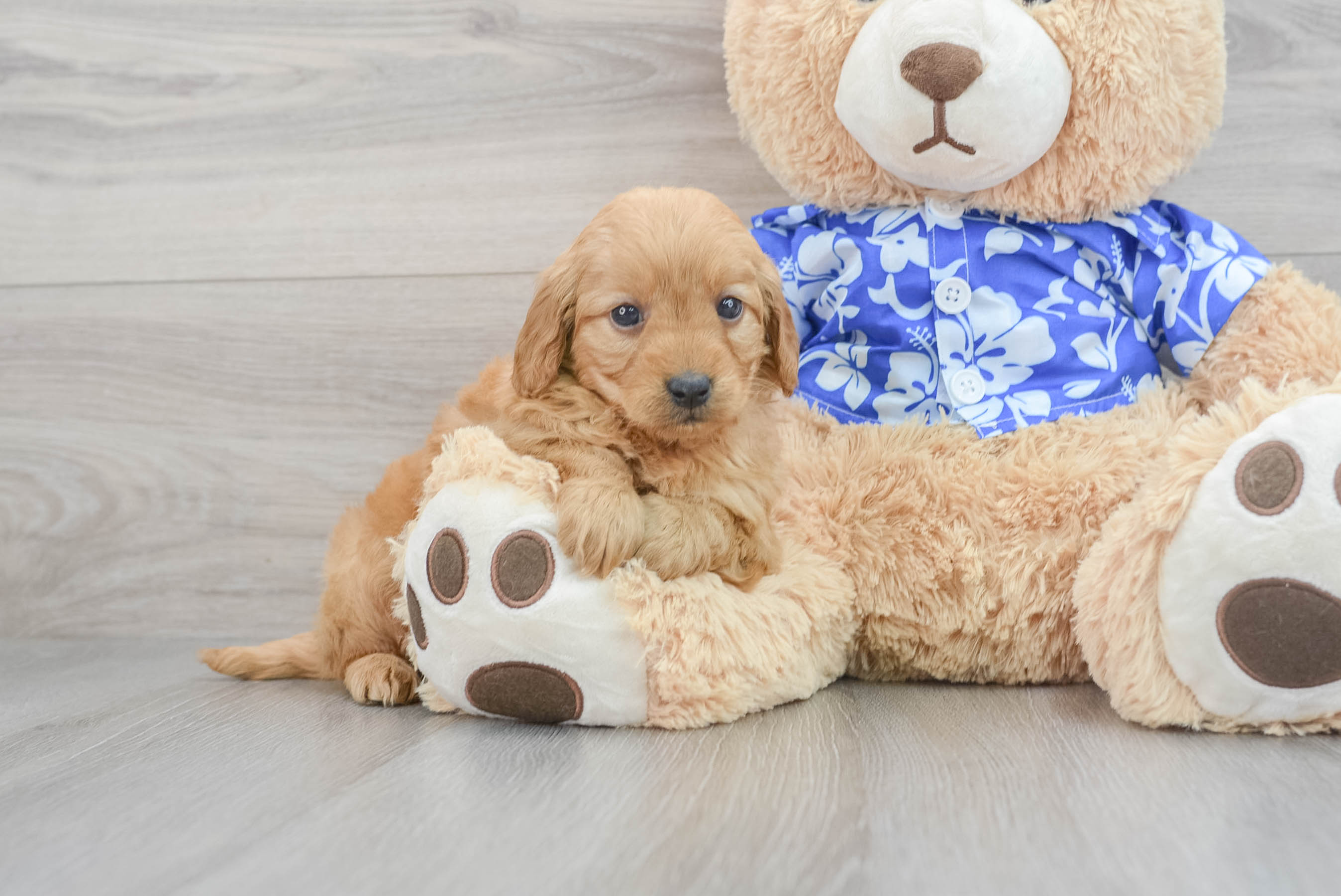 Renee's teddy bear sales puppies