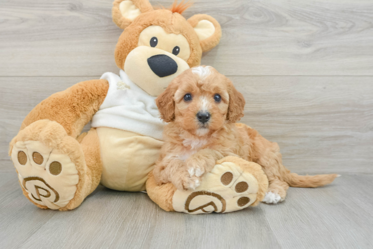 Mini Goldendoodle Puppy for Adoption