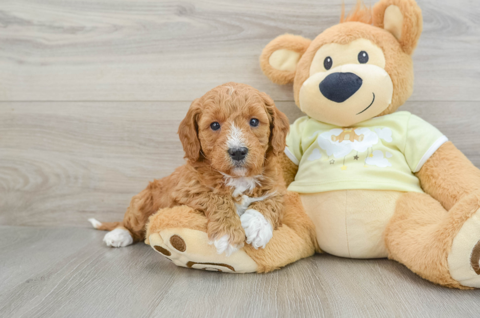 6 week old Mini Goldendoodle Puppy For Sale - Florida Fur Babies