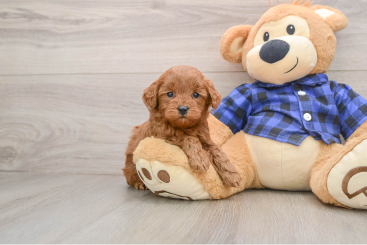 Cute Mini Goldendoodle Baby