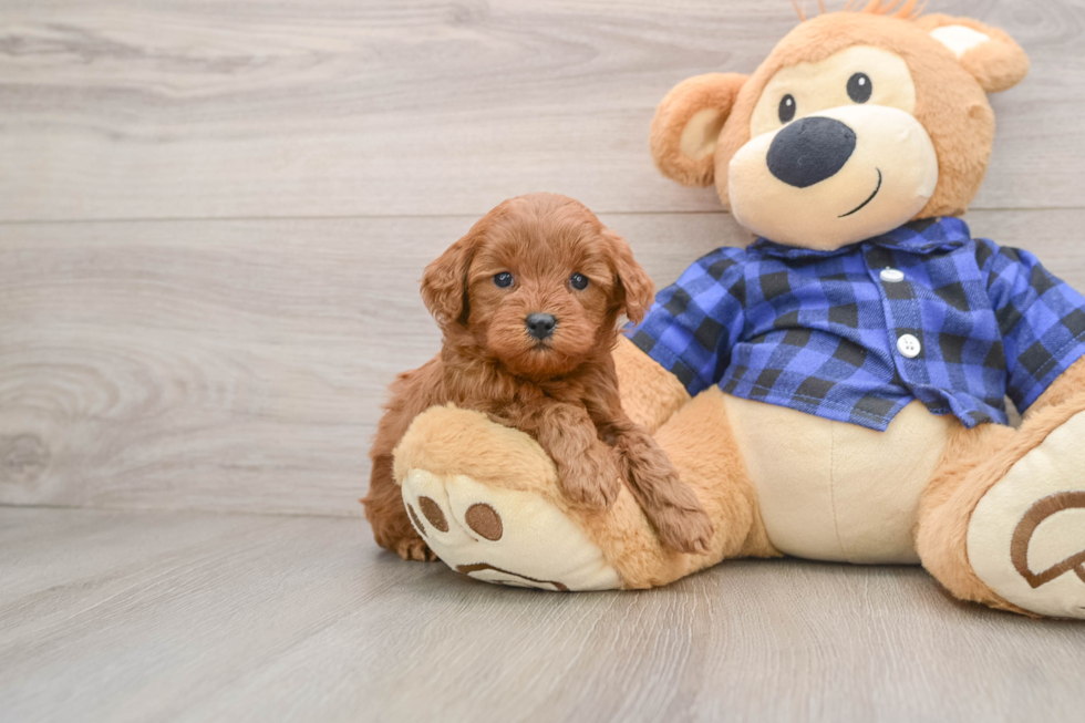 Cute Mini Goldendoodle Baby