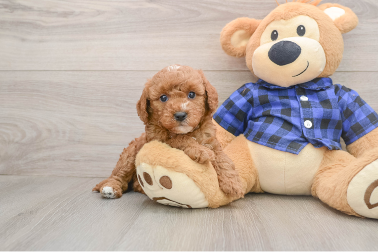 Best Mini Goldendoodle Baby
