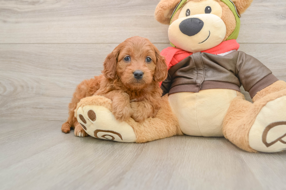Happy Mini Goldendoodle Baby