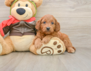 7 week old Mini Goldendoodle Puppy For Sale - Florida Fur Babies