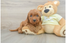 Fluffy Mini Goldendoodle Poodle Mix Pup