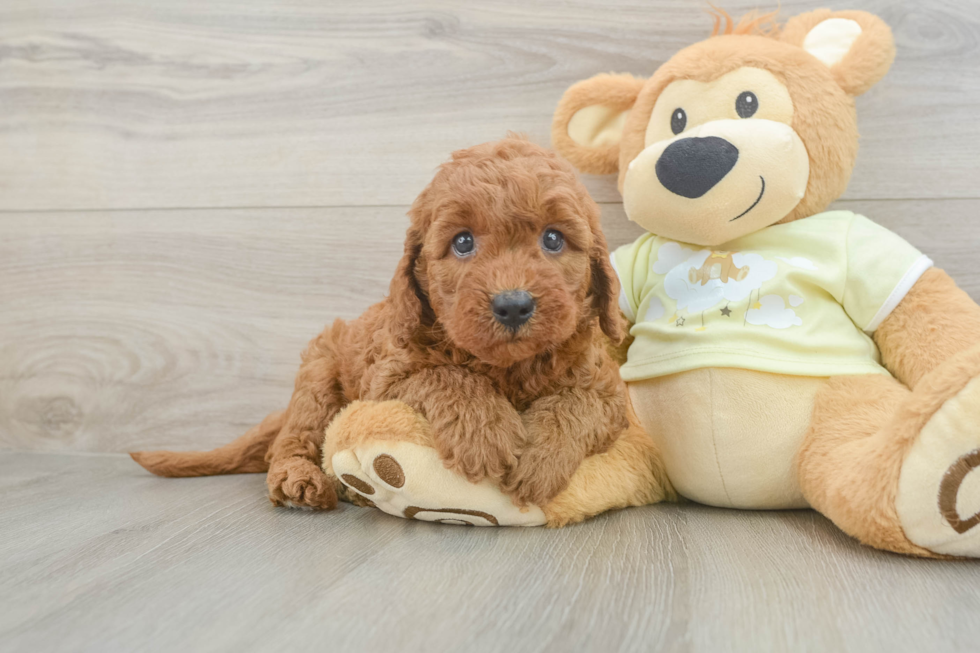 Fluffy Mini Goldendoodle Poodle Mix Pup