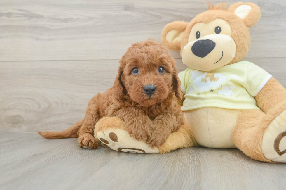 6 week old Mini Goldendoodle Puppy For Sale - Florida Fur Babies