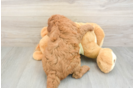 Energetic Golden Doodle Poodle Mix Puppy
