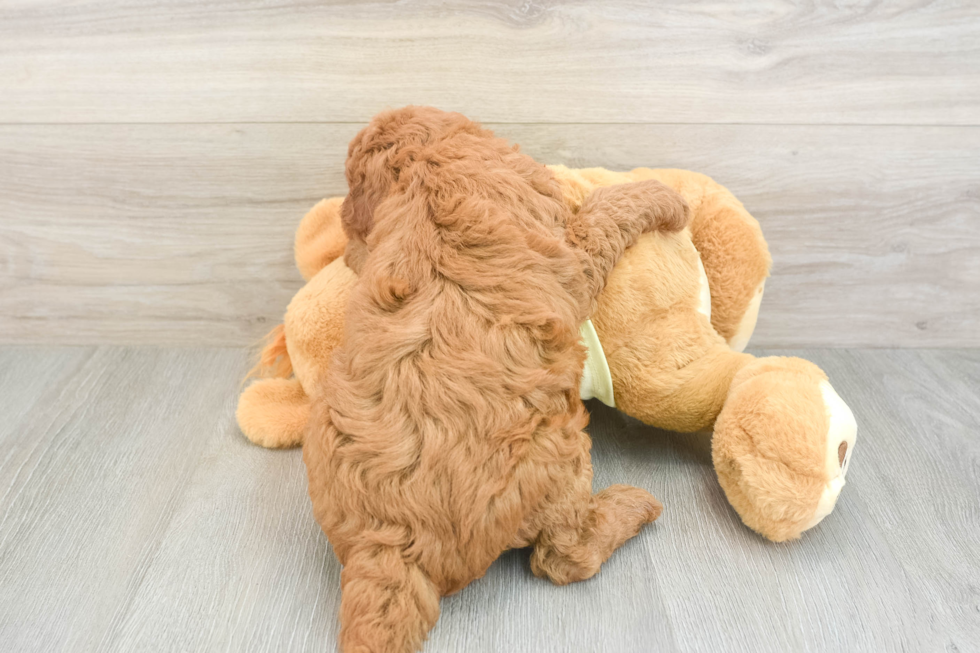 Energetic Golden Doodle Poodle Mix Puppy