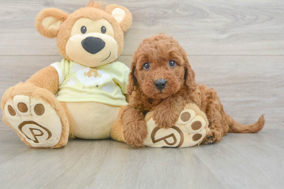 Playful Mini Groodle Poodle Mix Puppy
