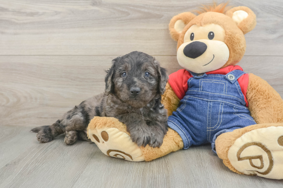 5 week old Mini Goldendoodle Puppy For Sale - Florida Fur Babies