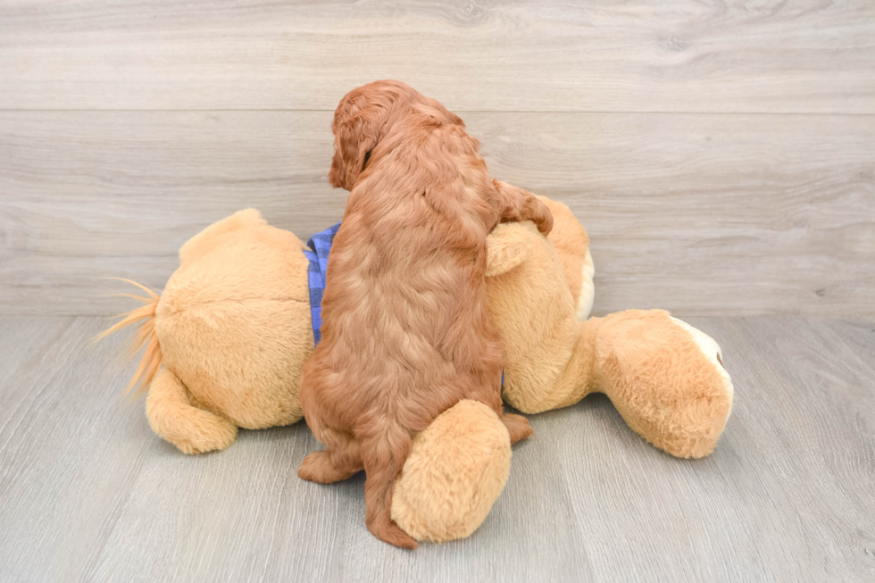 Little Mini Goldenpoo Poodle Mix Puppy