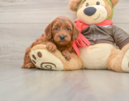 7 week old Mini Goldendoodle Puppy For Sale - Florida Fur Babies