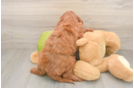 Friendly Mini Goldendoodle Baby
