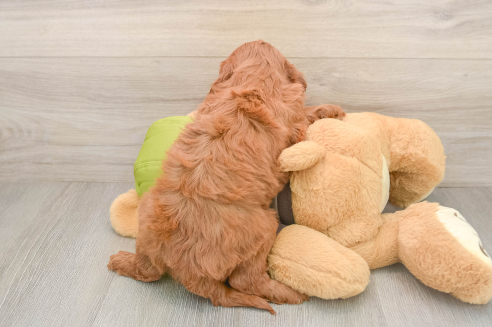 Friendly Mini Goldendoodle Baby