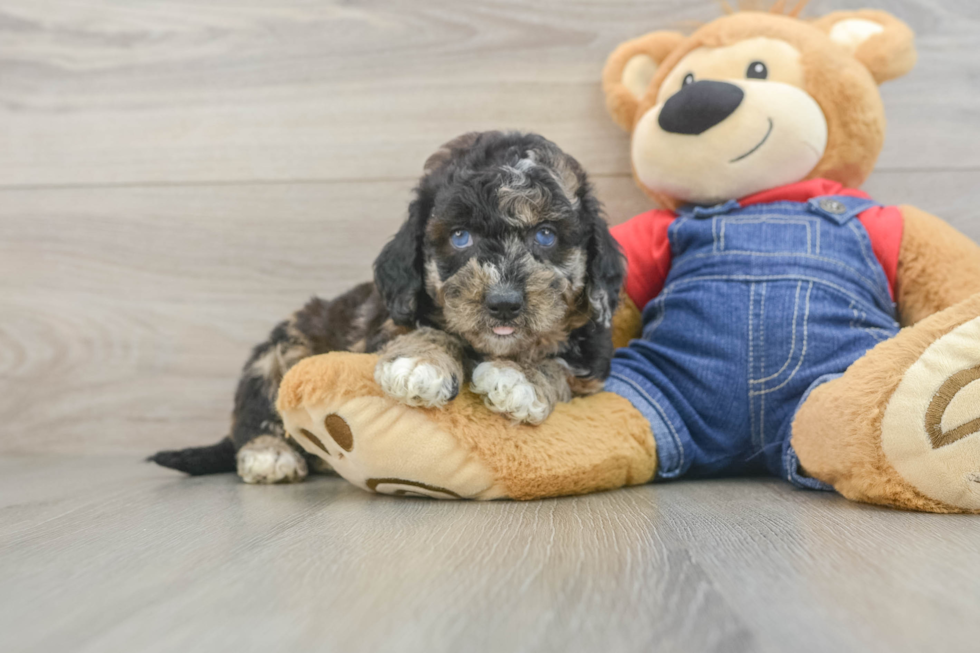 Petite Mini Goldendoodle Poodle Mix Pup