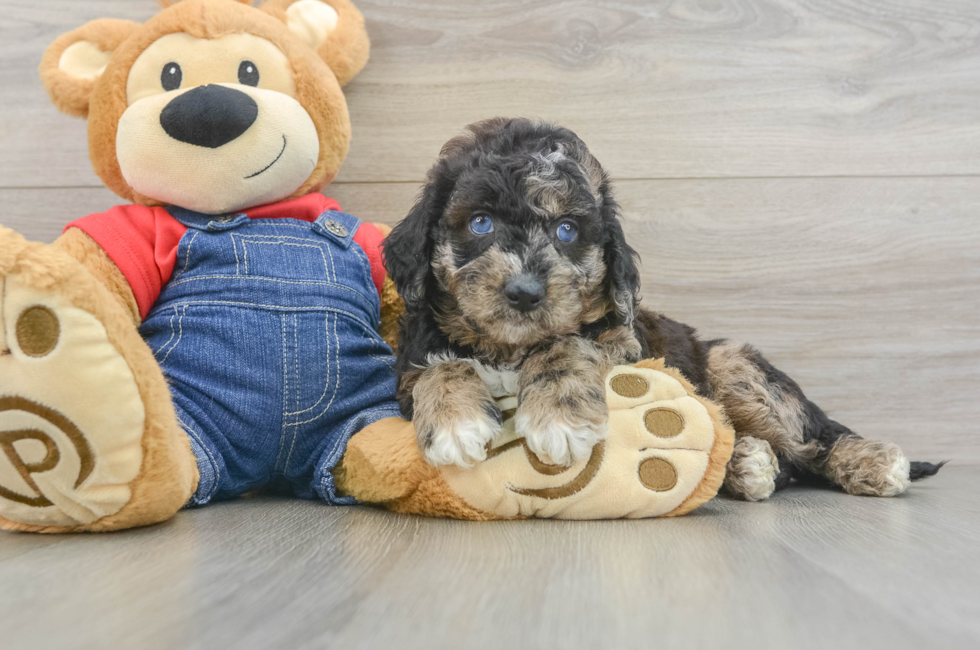 5 week old Mini Goldendoodle Puppy For Sale - Florida Fur Babies