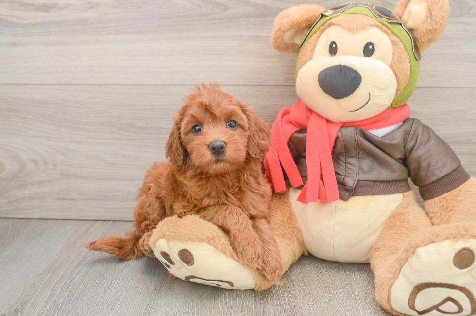 5 week old Mini Goldendoodle Puppy For Sale - Florida Fur Babies