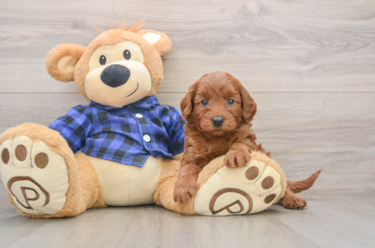 Mini Goldendoodle Pup Being Cute